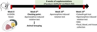 Probiotic Supplementation Facilitates Recovery of 6-OHDA-Induced Motor Deficit via Improving Mitochondrial Function and Energy Metabolism